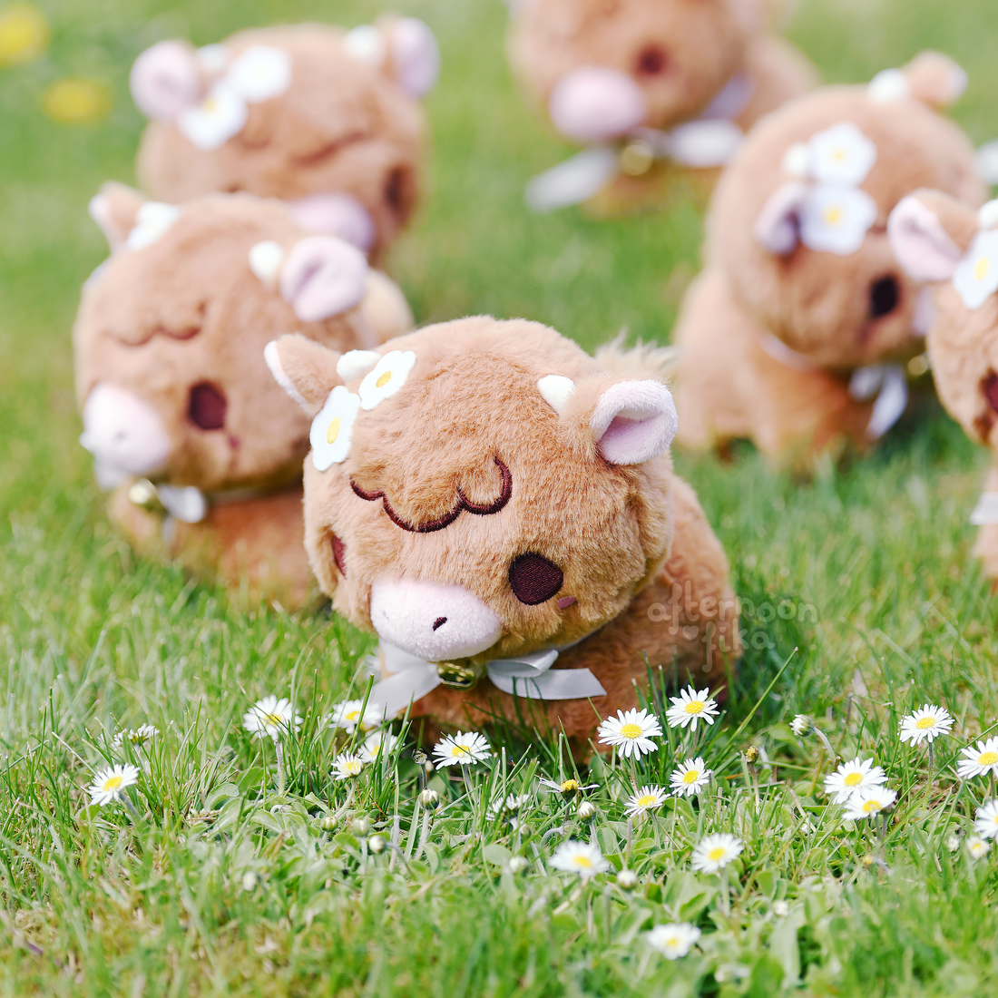 Highland best sale cow teddy